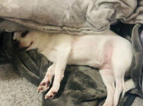 住宅防音工事のお申込み（希望届）はお済ですか？