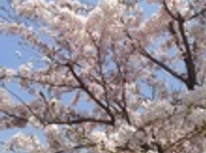 サンロクお花見開催☆