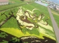 田んぼアート！