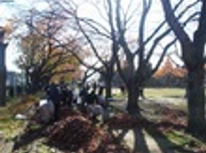 中央公園の落ち葉拾い！