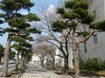 もうすぐ開花！