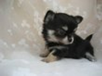 柏崎市　米山台　比角　錦町　賃貸アパート　1K～　ペット可能