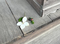 あざみ野1丁目、神明社の朝、お賽銭箱の隣に情緒のある御神饌が＾＾