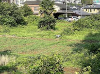 7月4日　朝の風景、あざみ野編