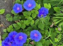 あざみ野を歩いていたときに、綺麗な朝顔を見かけました＾＾