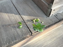 7月19日　今日の風流＾＾　神明社！