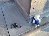 ８月５日　今朝の朝一番神明社＾＾　毎日参拝してます