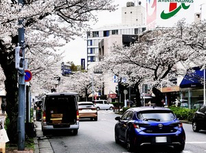 ２０２４年４月４日　ようやく桜が花開いてきました＾＾