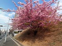 今年も早咲きのサクラが満開になりました