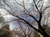 2017年たまプラーザ桜まつり！！