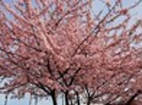 たまプラーザ、あざみ野にも春が近づいてますね～